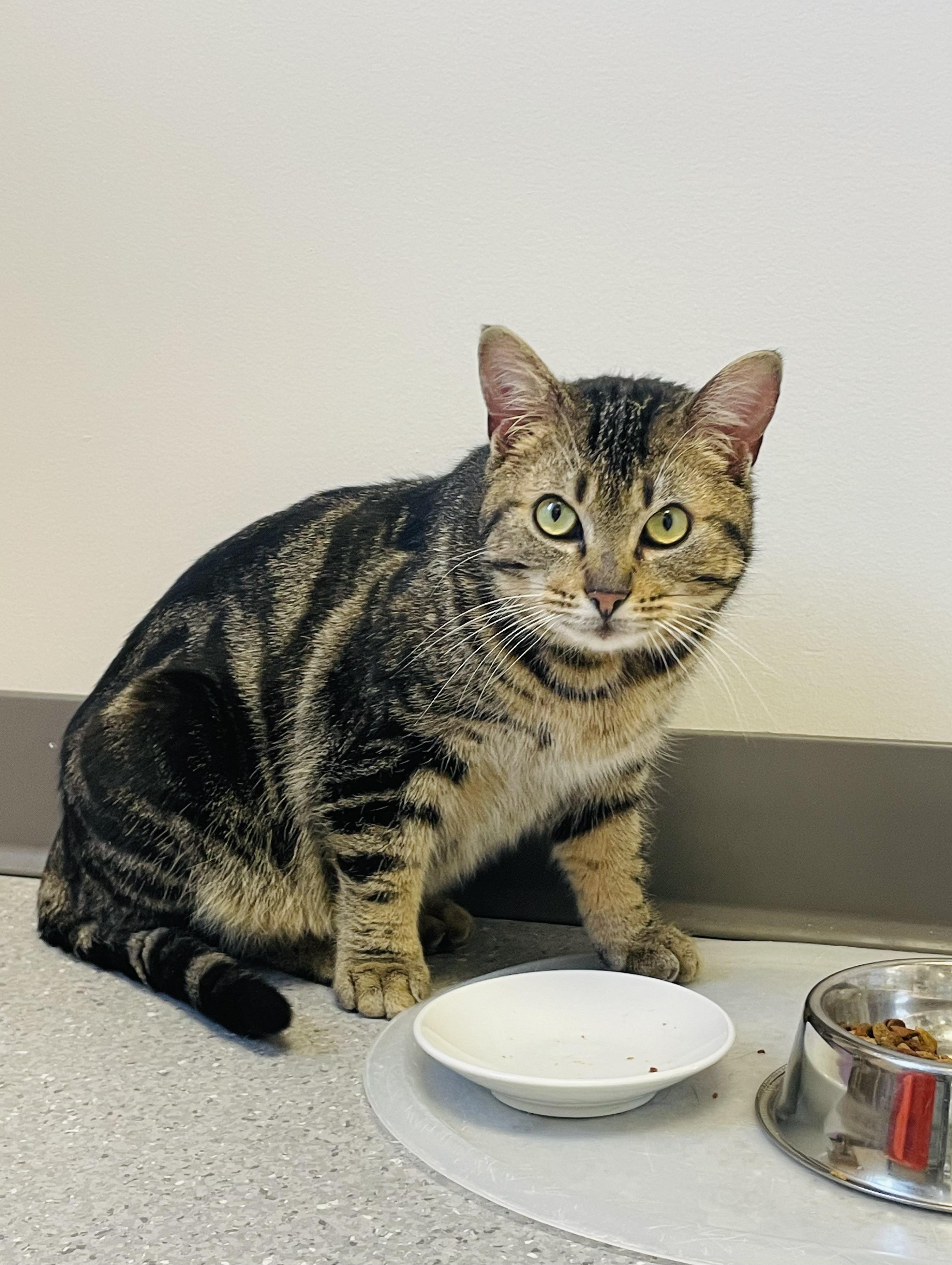 Enlarge Goji, an adopted Domestic Short Hair in Everett, ON image 5/6