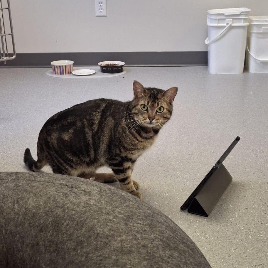 Enlarge Goji, an adopted Domestic Short Hair in Everett, ON image 6/6