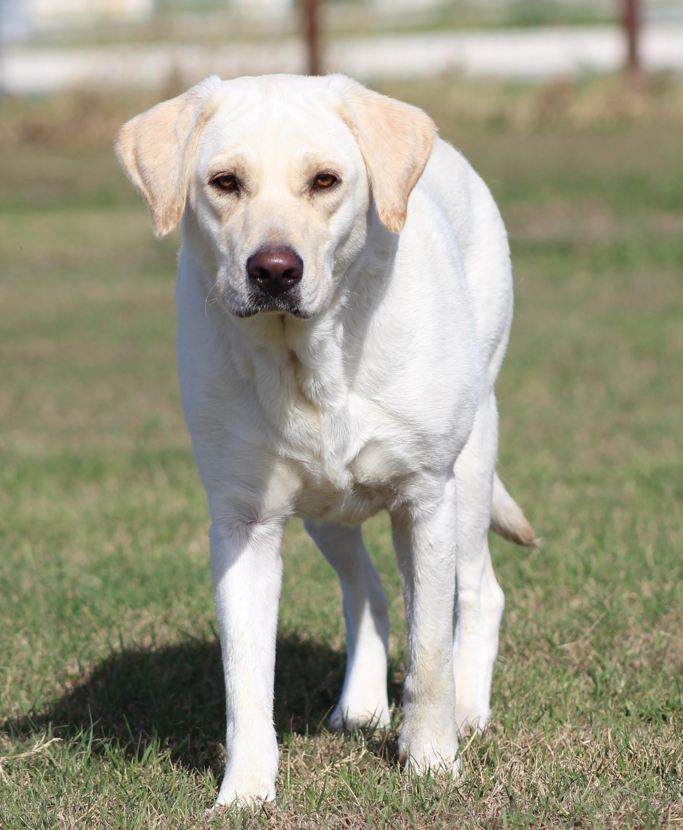 Enlarge Dove, a ADOPTABLE Yellow Labrador Retriever in Temple, TX image 3/6
