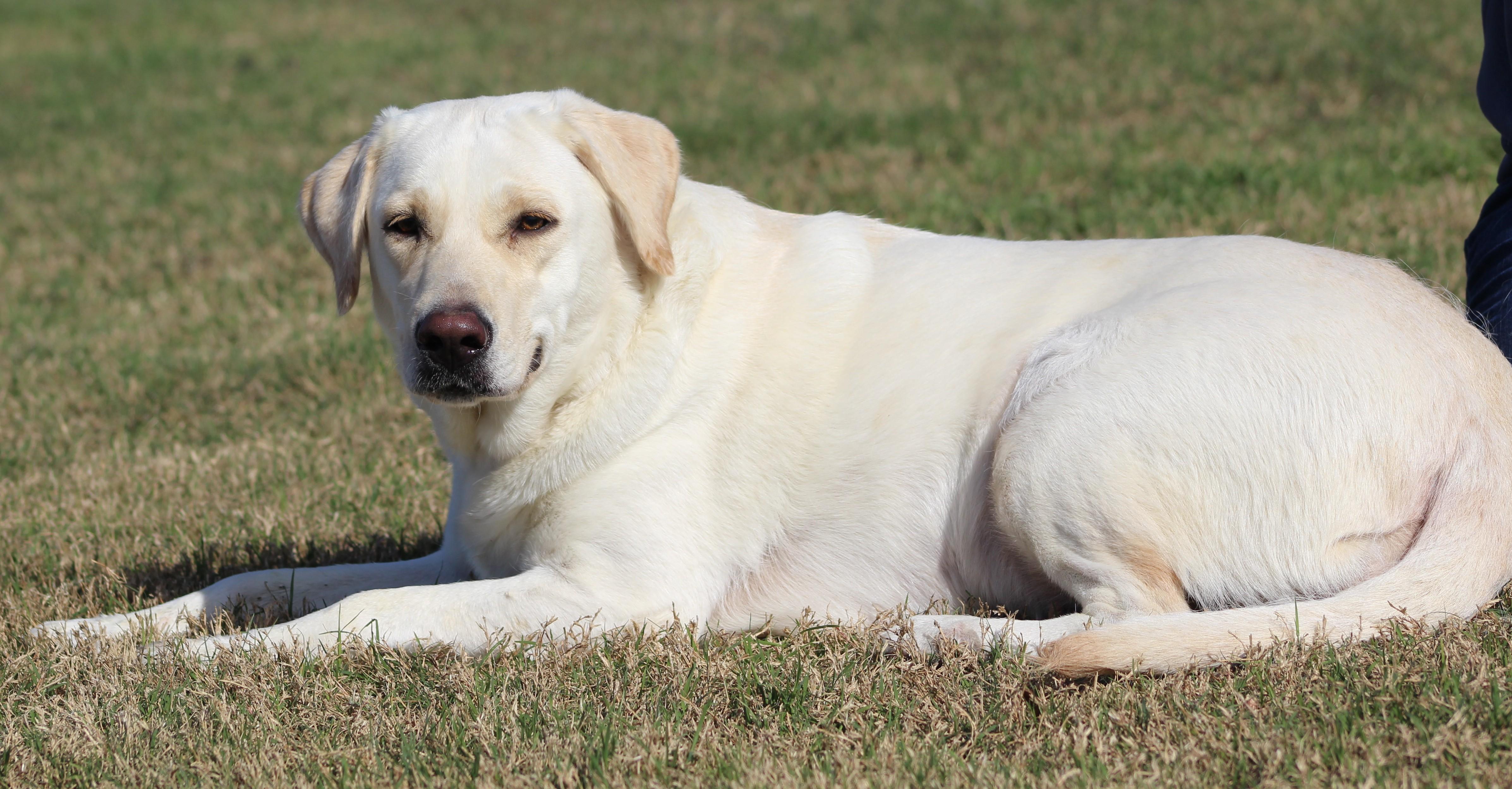 Enlarge Dove, a ADOPTABLE Yellow Labrador Retriever in Temple, TX image 5/6