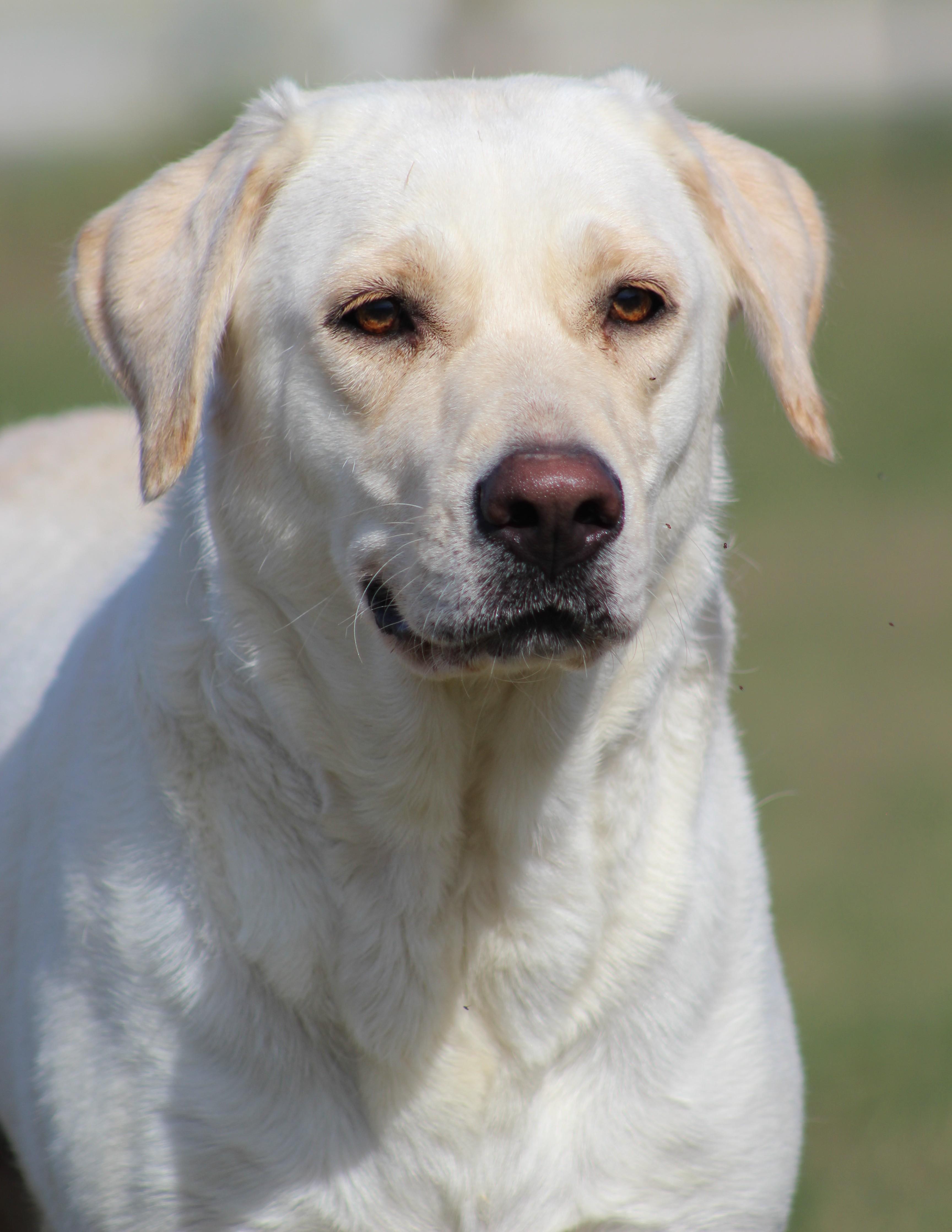 Enlarge Dove, a ADOPTABLE Yellow Labrador Retriever in Temple, TX image 1/6