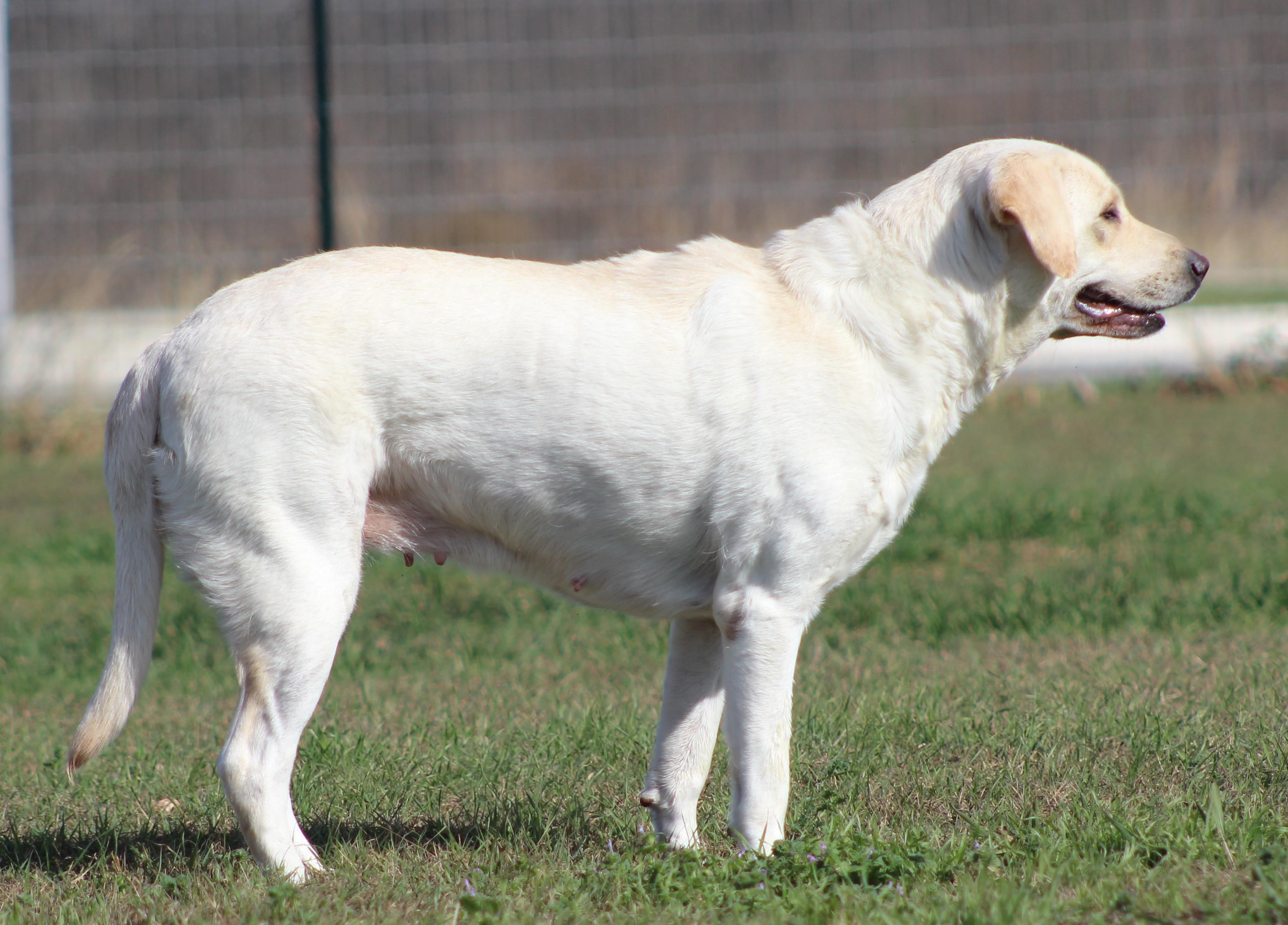 Enlarge Dove, a ADOPTABLE Yellow Labrador Retriever in Temple, TX image 4/6
