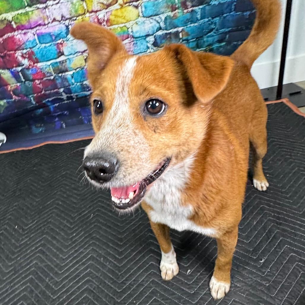 Enlarge Rustyn, a Adoptable mixed breed in Franklin, NC image 1/6