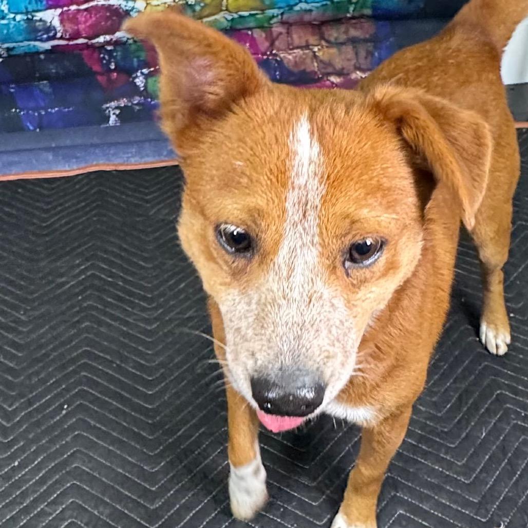 Enlarge Rustyn, a Adoptable mixed breed in Franklin, NC image 2/6