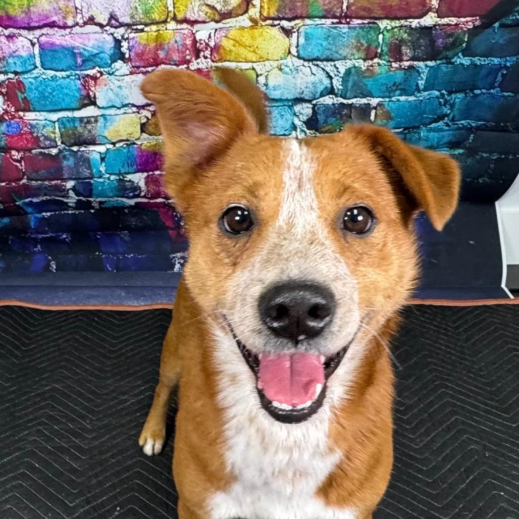 Enlarge Rustyn, a Adoptable mixed breed in Franklin, NC image 3/6