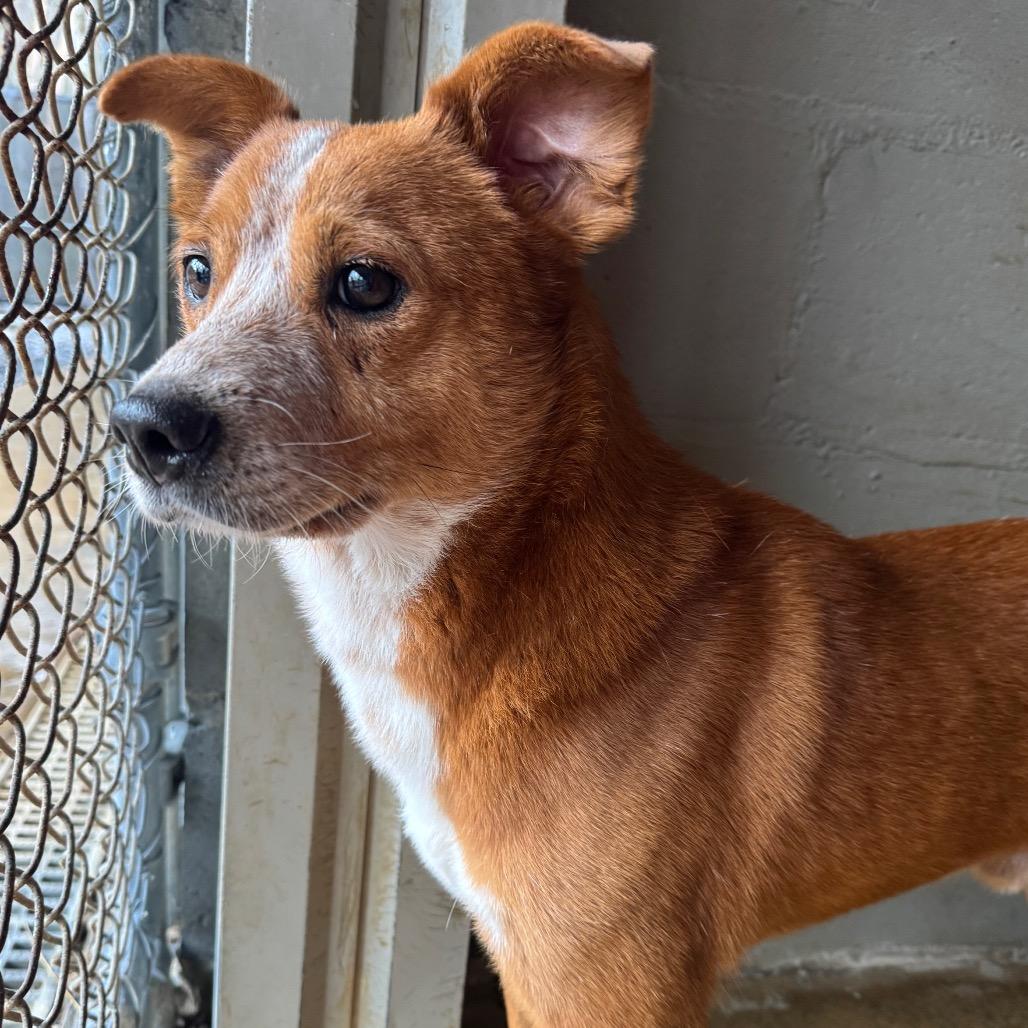 Enlarge Rustyn, a Adoptable mixed breed in Franklin, NC image 4/6