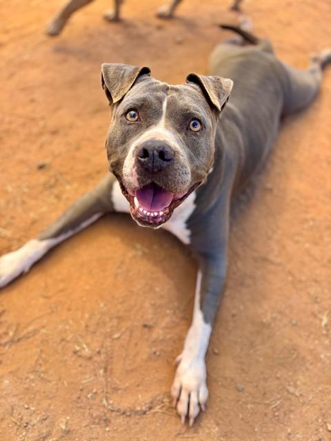 SERENA, Adoptable, Adult Female American Staffordshire Terrier.