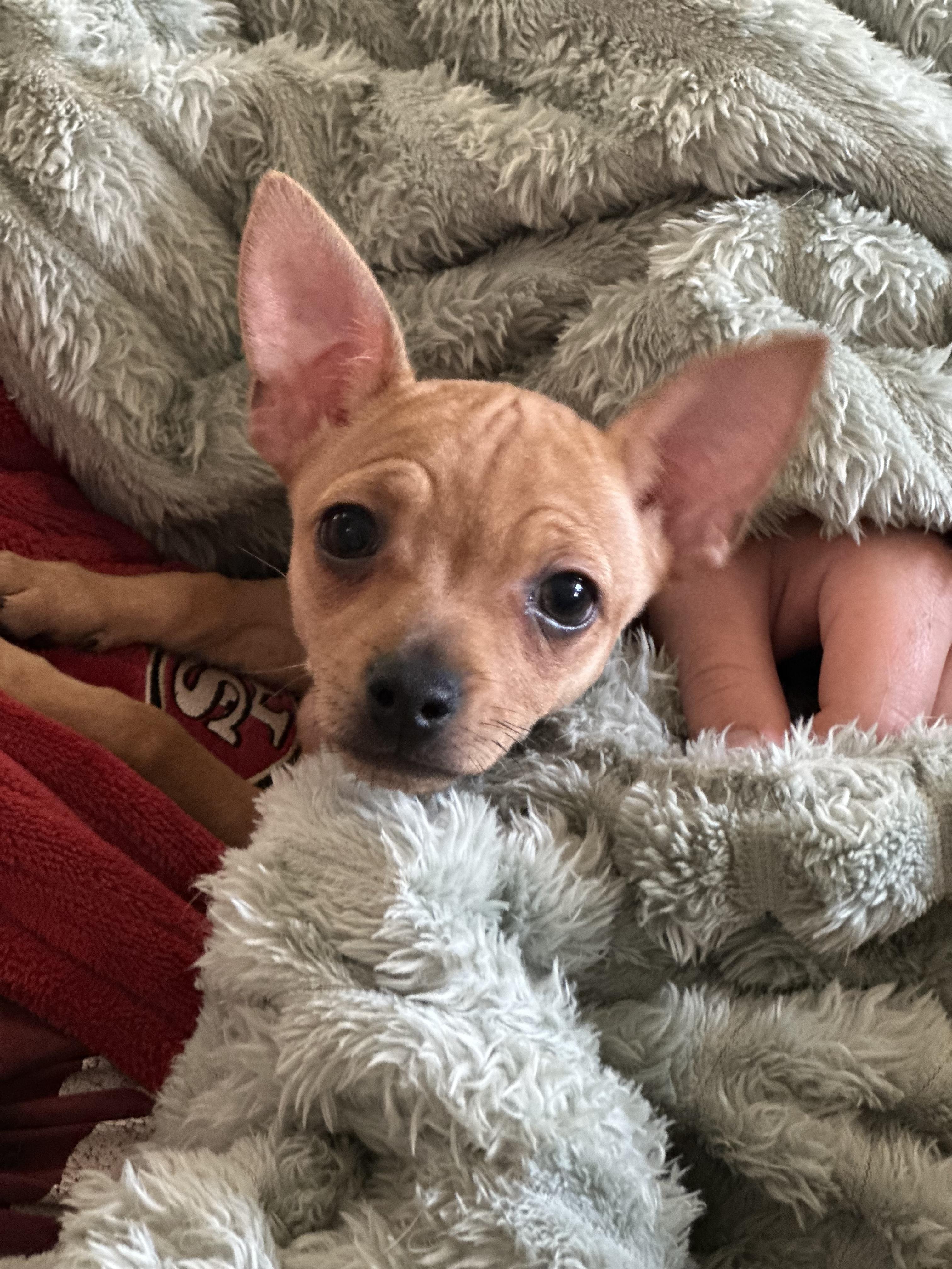 Dolly, adopted, Puppy Female Chihuahua.