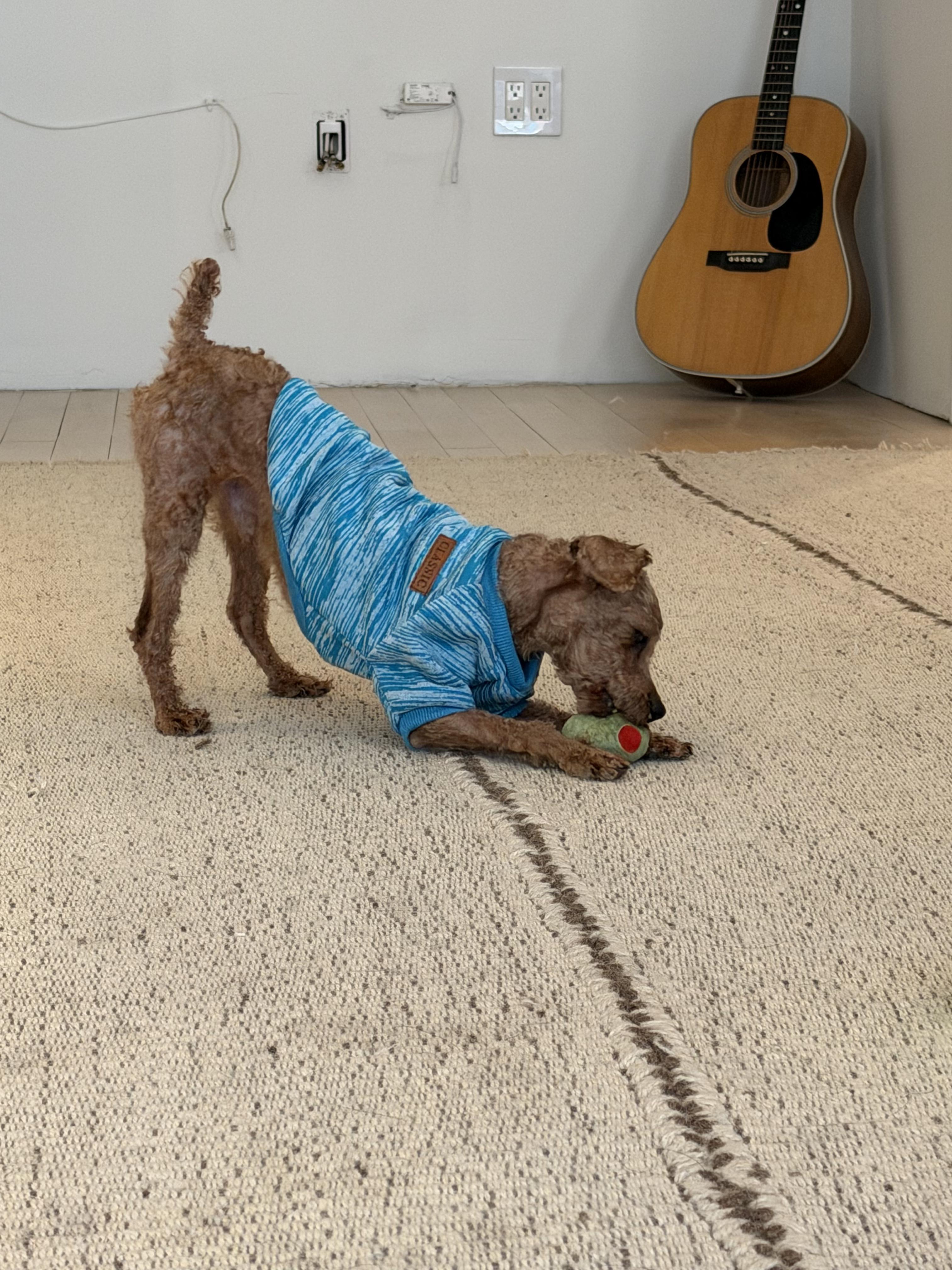 Enlarge Macaroni , an adopted mixed breed in New York, NY image 5/6