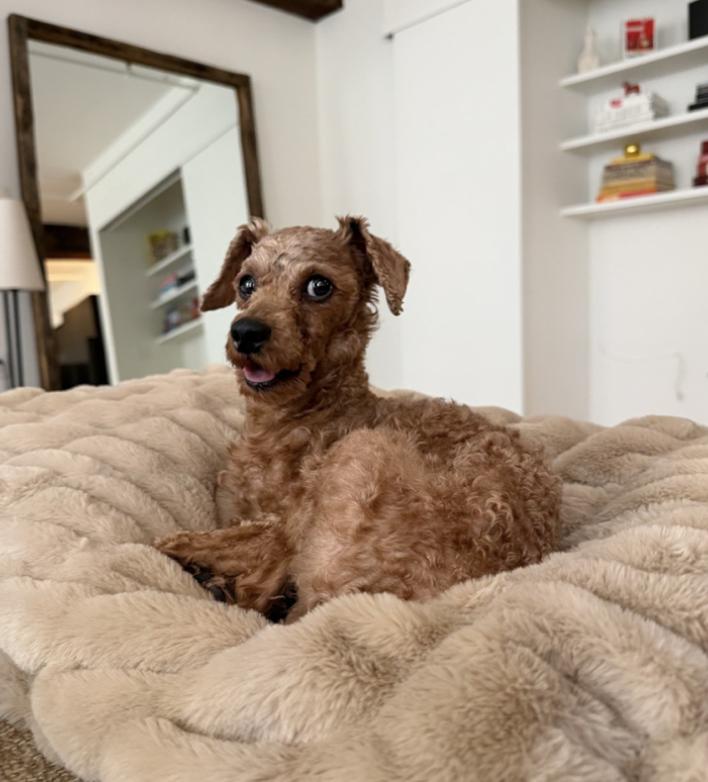 Enlarge Macaroni , an adopted mixed breed in New York, NY image 2/6