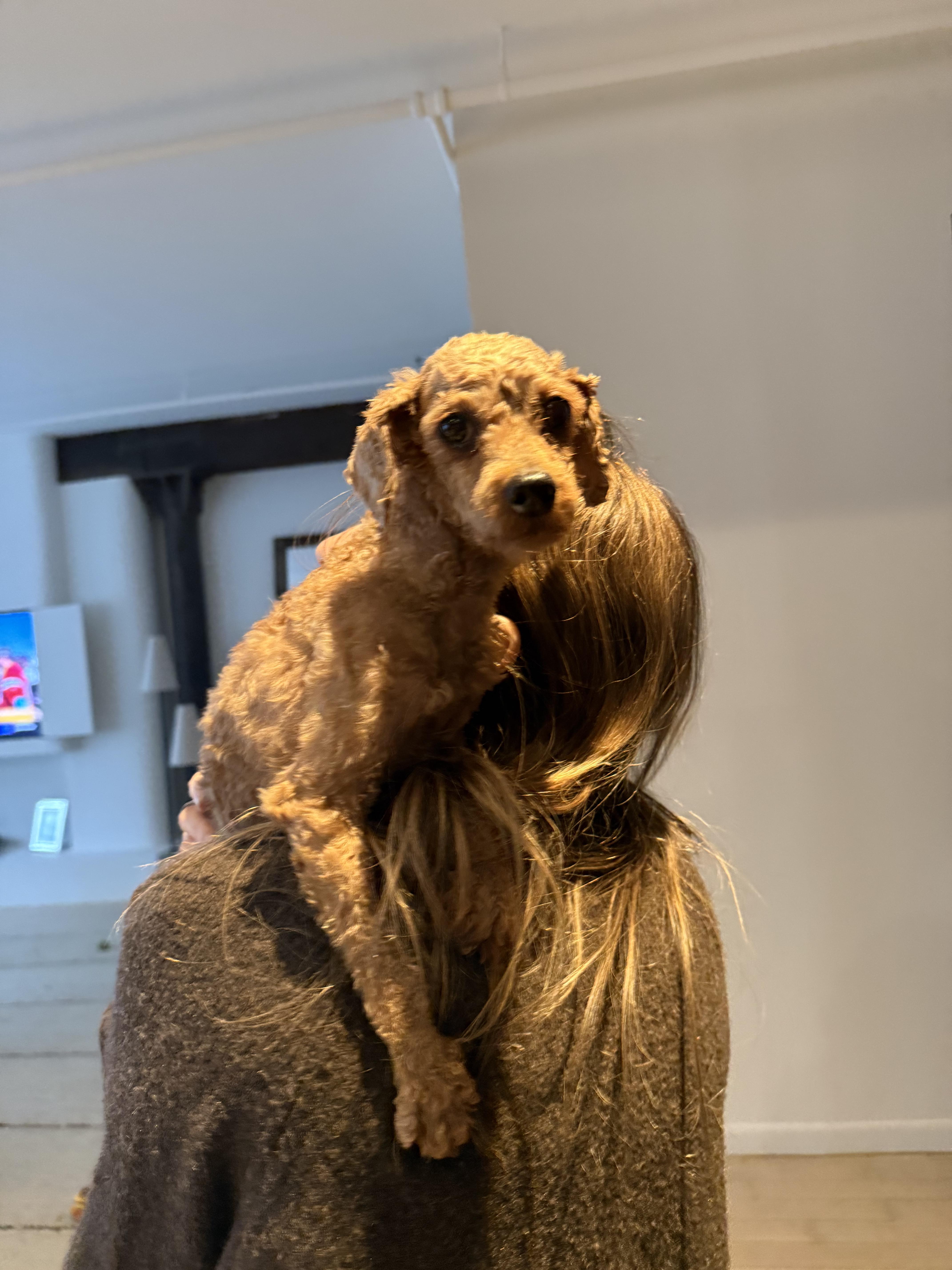 Enlarge Macaroni , an adopted mixed breed in New York, NY image 4/6