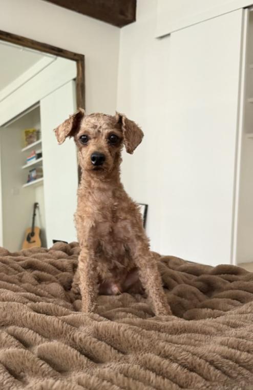 Enlarge Macaroni , an adopted mixed breed in New York, NY image 1/6