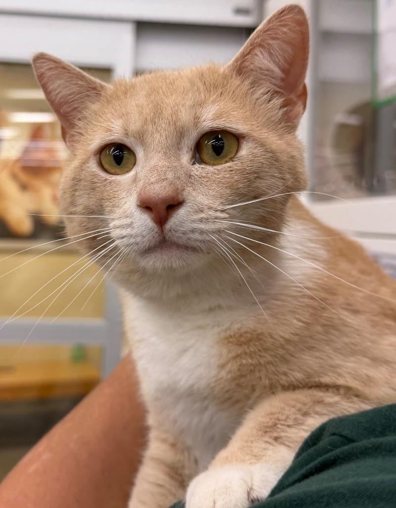 Creamsicle, Adoptable, Kitten Male Domestic Short Hair.