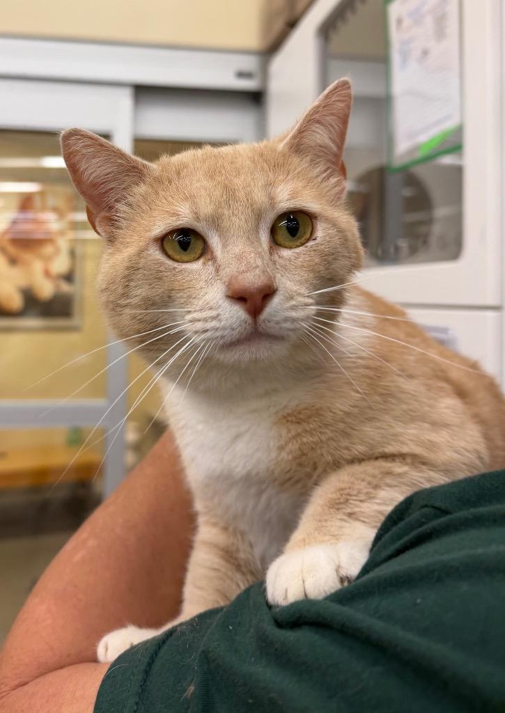 Enlarge Creamsicle, a Adoptable mixed breed in Fort Oglethorpe, GA image 2/4