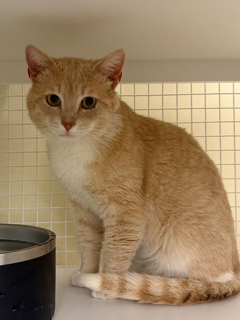 Enlarge Creamsicle, a Adoptable mixed breed in Fort Oglethorpe, GA image 3/4