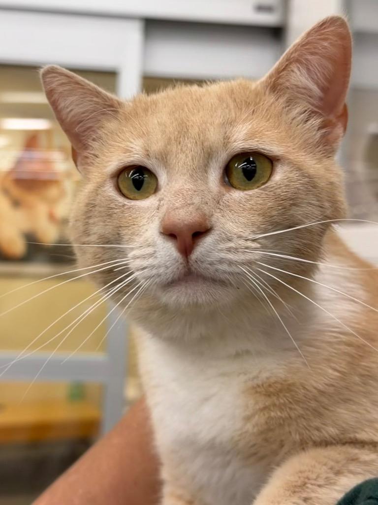 Enlarge Creamsicle, a Adoptable mixed breed in Fort Oglethorpe, GA image 4/4