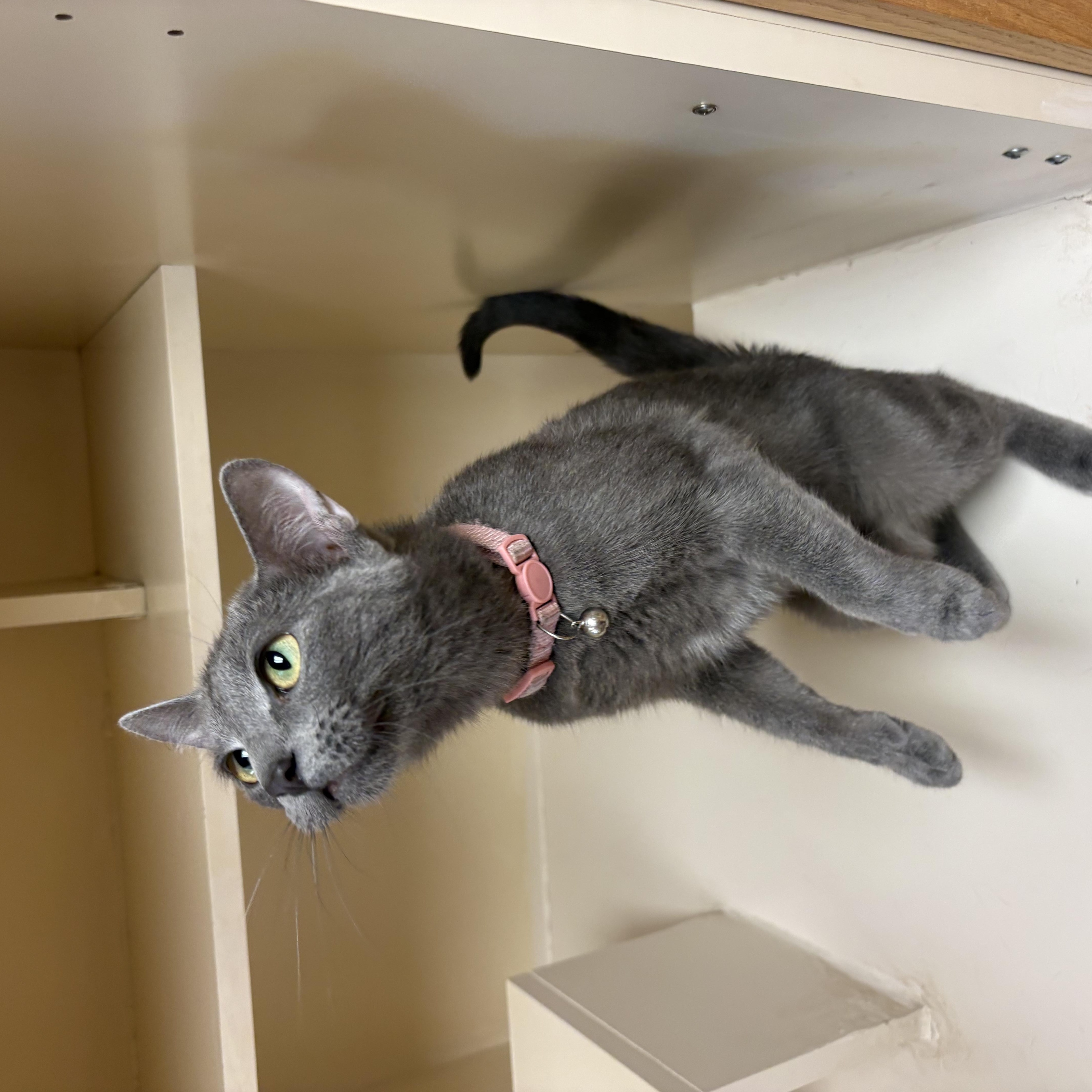 Scout, an adopted mixed breed in Hays, KS image 6/6
