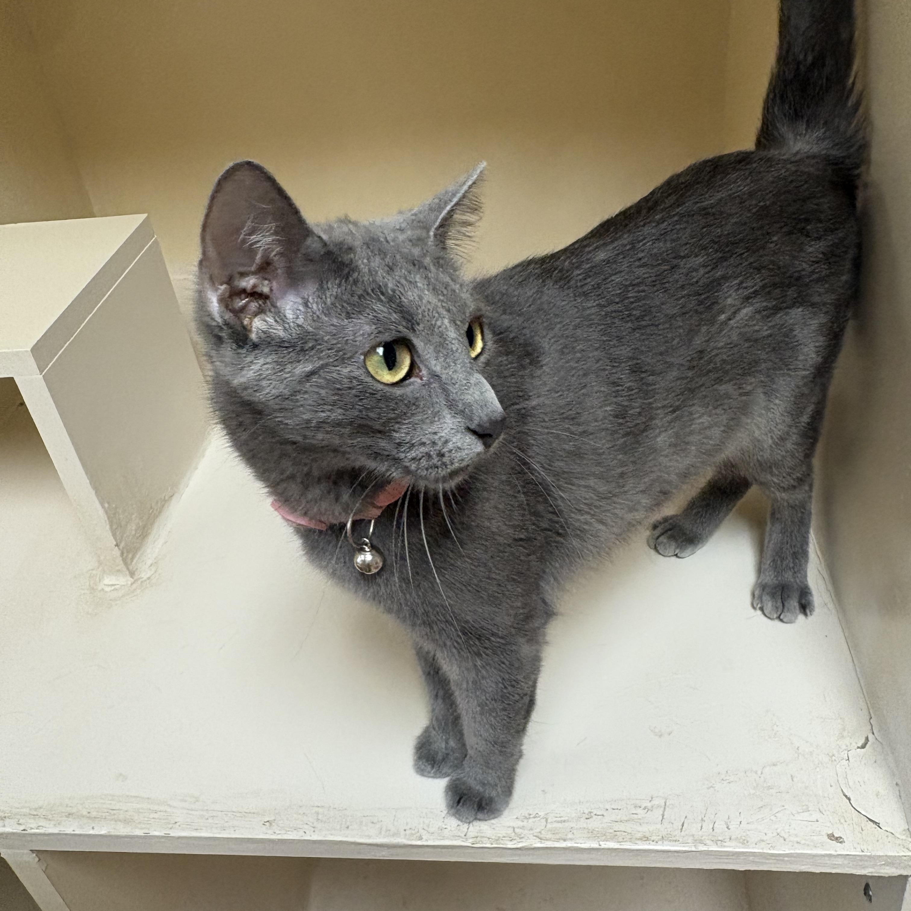 Scout, an adopted mixed breed in Hays, KS image 2/6