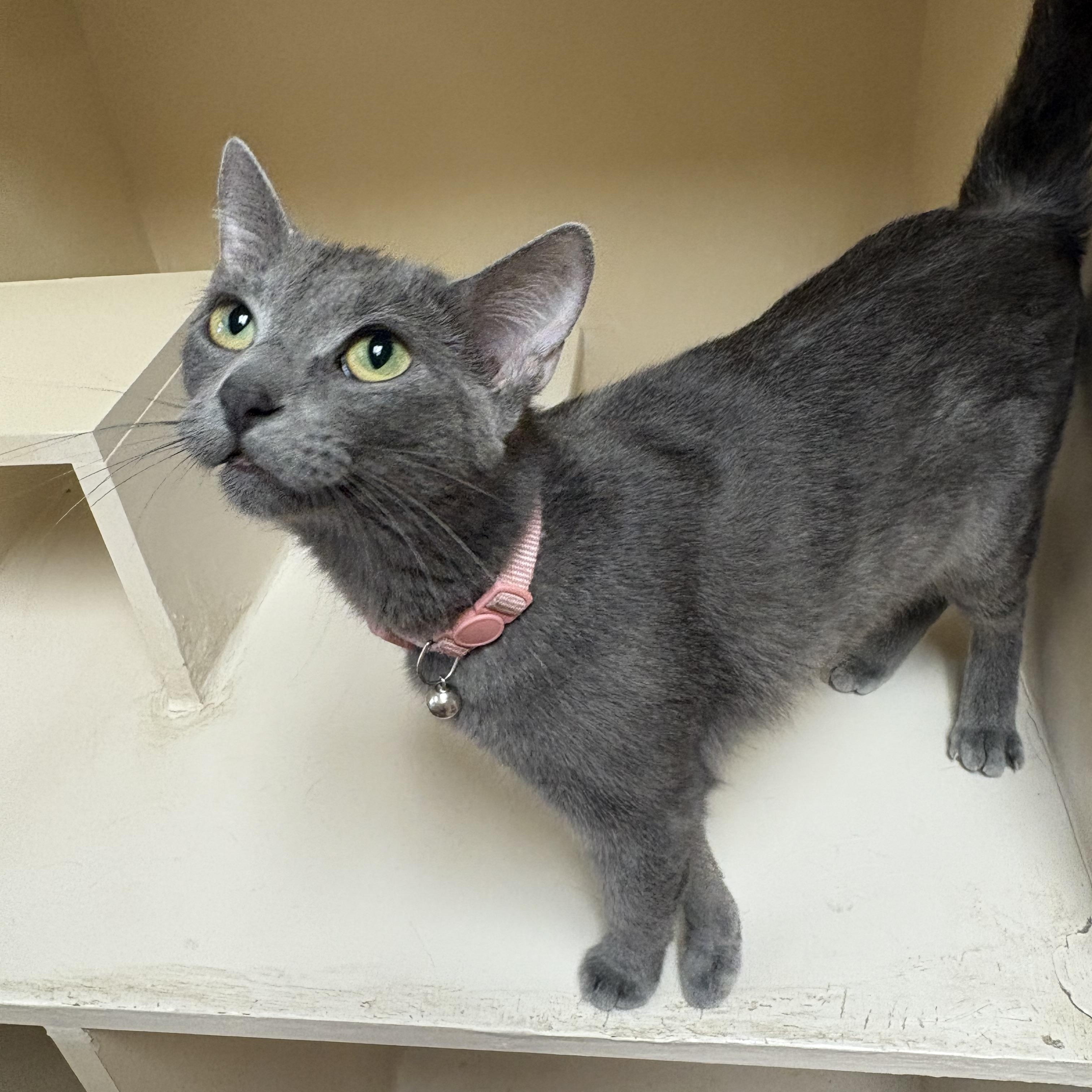 Scout, an adopted mixed breed in Hays, KS image 5/6