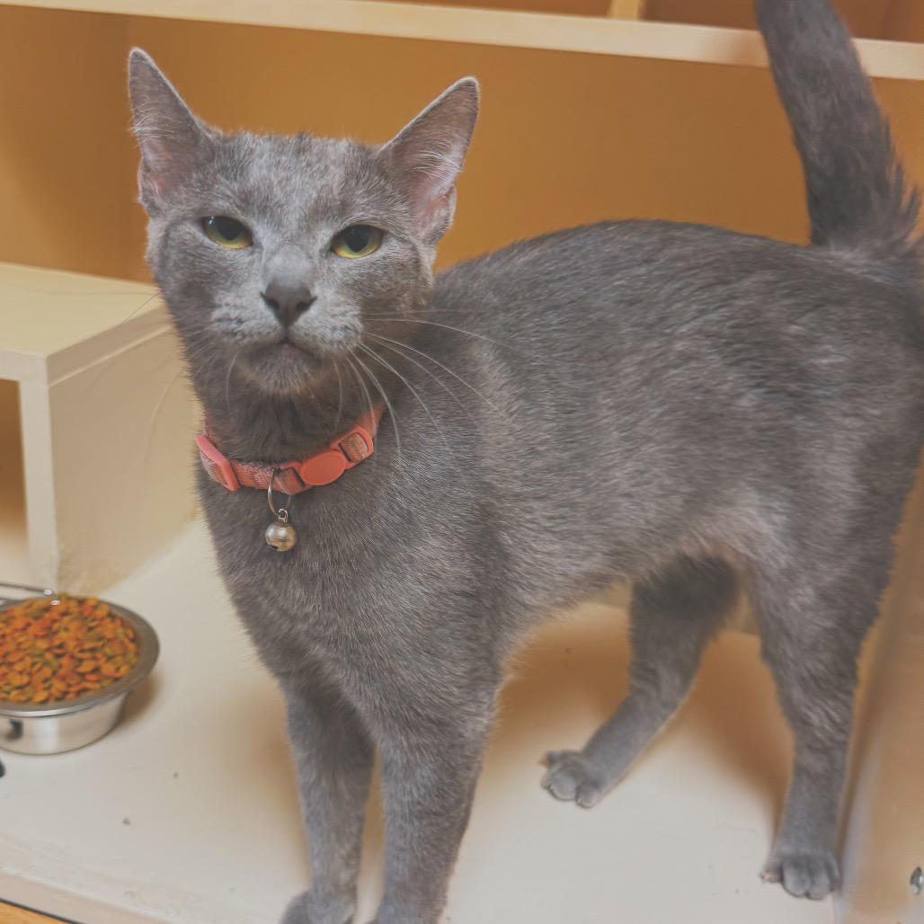 Scout, adopted, Adult Female Domestic Short Hair.