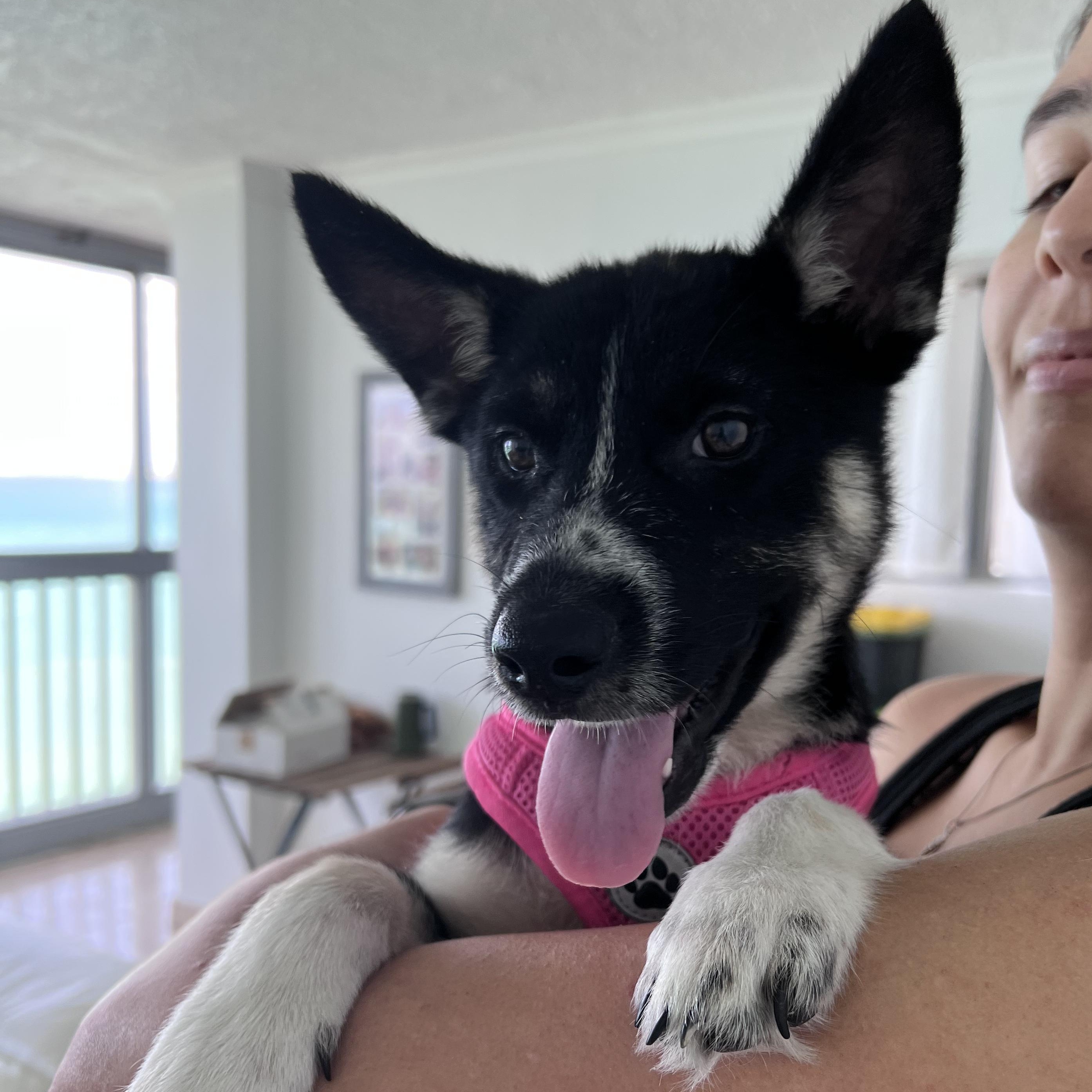 Enlarge Siesta - Your Besta Buddy!, a hold mixed breed in PALO ALTO, CA image 5/6