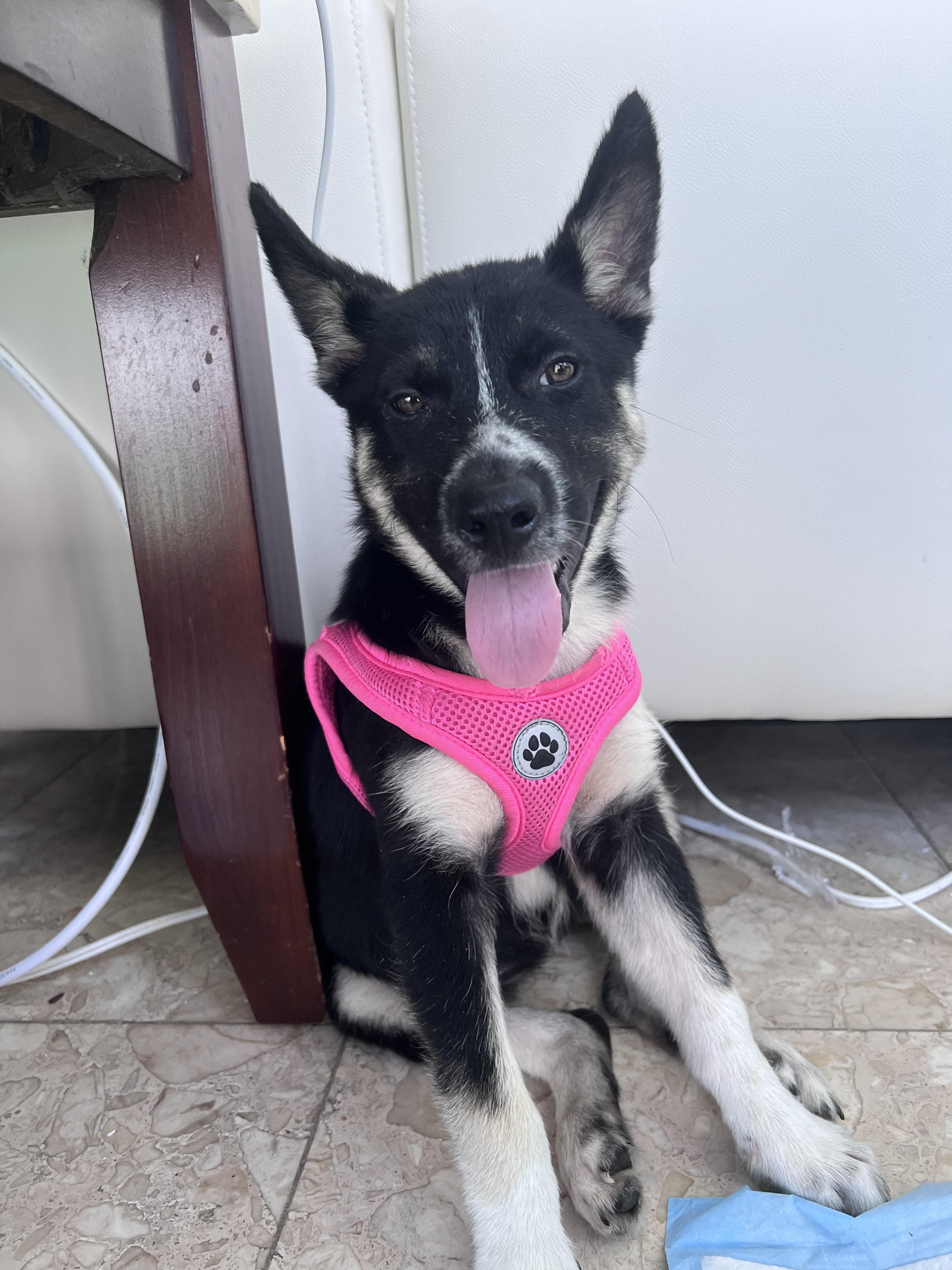 Enlarge Siesta - Your Besta Buddy!, a hold mixed breed in PALO ALTO, CA image 3/6