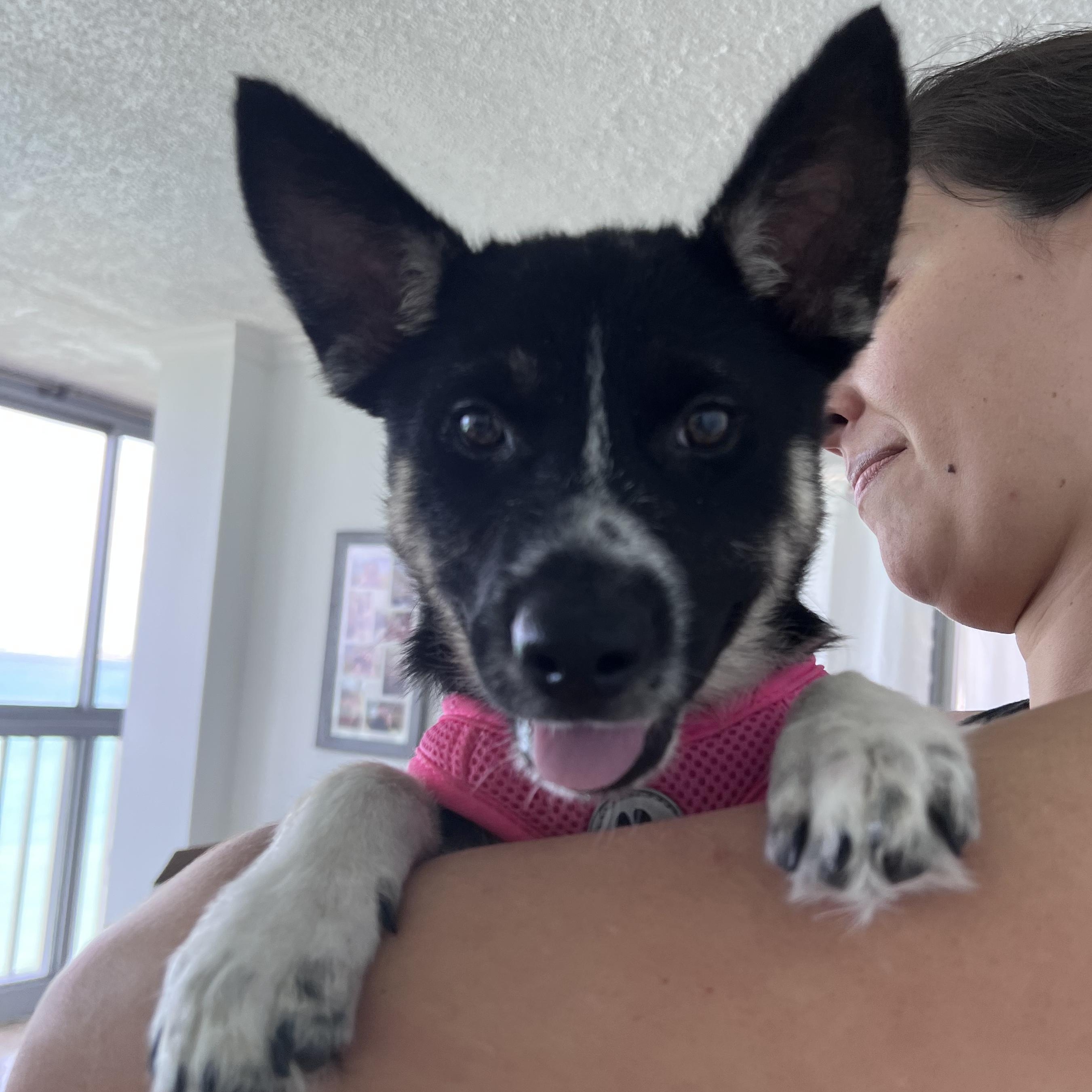 Enlarge Siesta - Your Besta Buddy!, a hold mixed breed in PALO ALTO, CA image 2/6