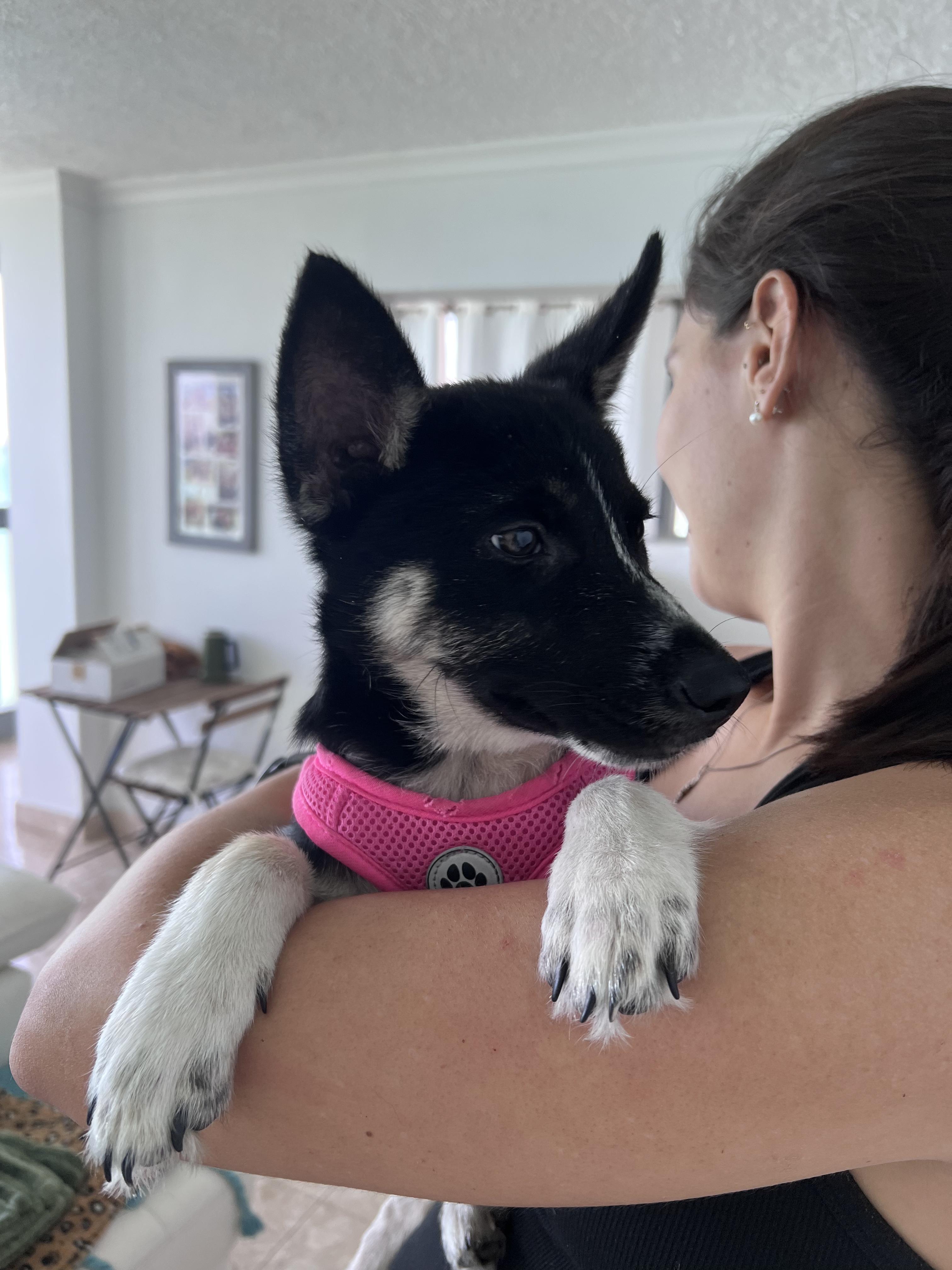 Enlarge Siesta - Your Besta Buddy!, a hold mixed breed in PALO ALTO, CA image 4/6