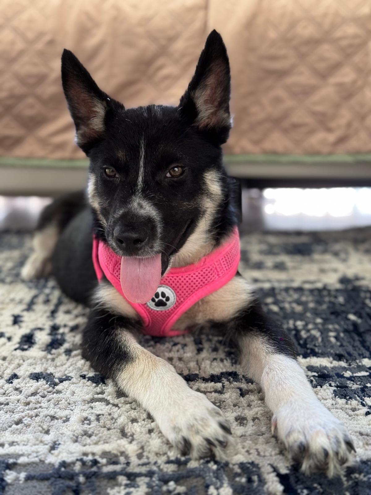 Enlarge Siesta - Your Besta Buddy!, a hold mixed breed in PALO ALTO, CA image 1/6