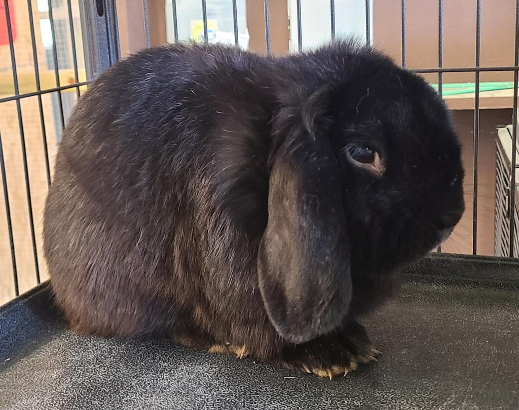 Midnight, Adoptable, Young Male Holland Lop.