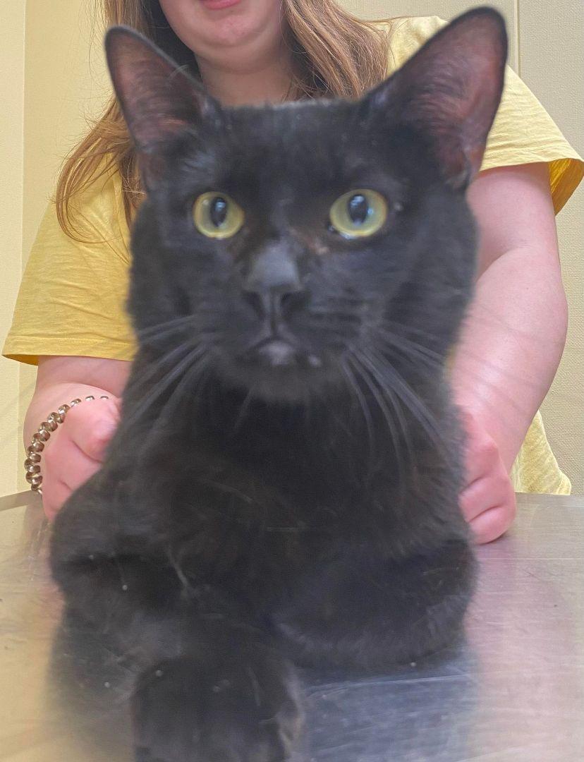 Enlarge Sebastian, a Adoptable Domestic Short Hair in Burton, MI image 1/3