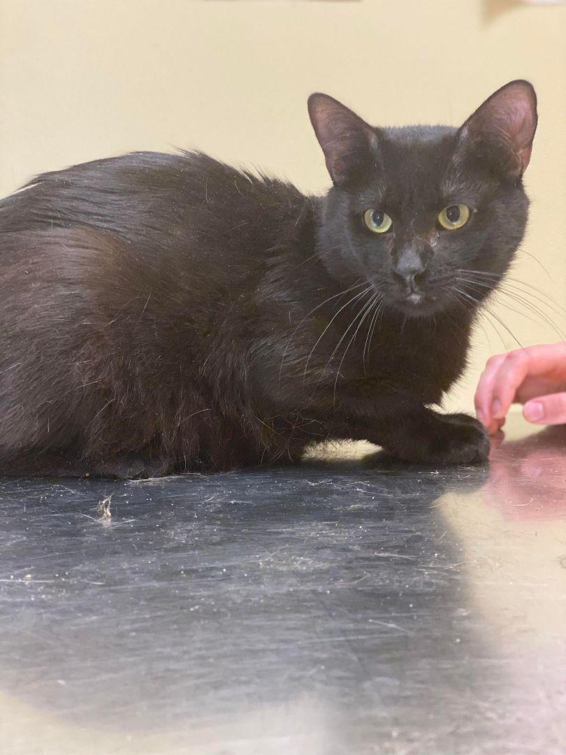 Enlarge Sebastian, a Adoptable Domestic Short Hair in Burton, MI image 2/3