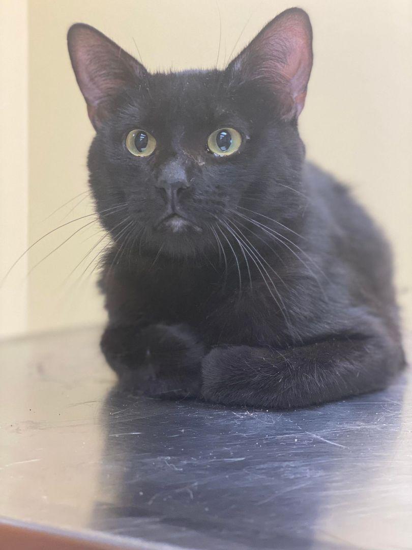 Sebastian, Adoptable, Adult Male Domestic Short Hair.