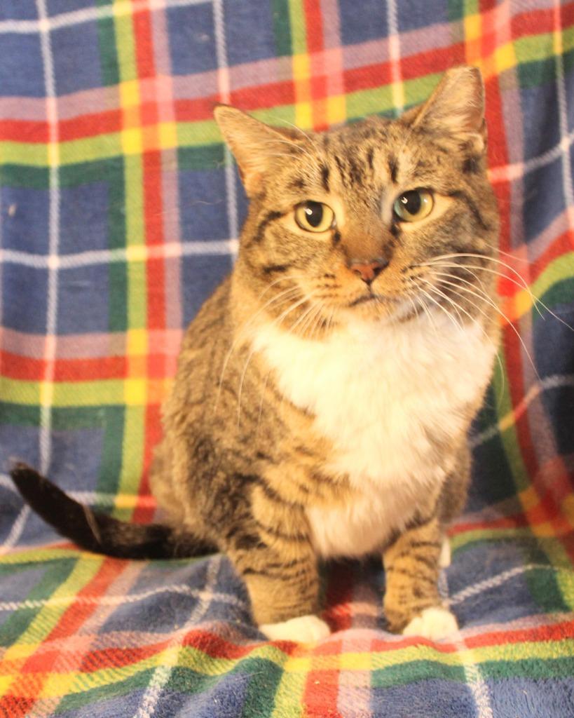 Enlarge Nala, a Adoptable Oriental Short Hair in New Braunfels, TX image 1/2