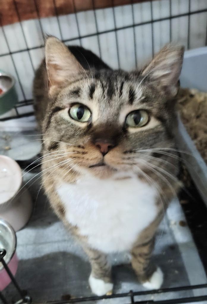 Enlarge Nala, a Adoptable Oriental Short Hair in New Braunfels, TX image 2/2
