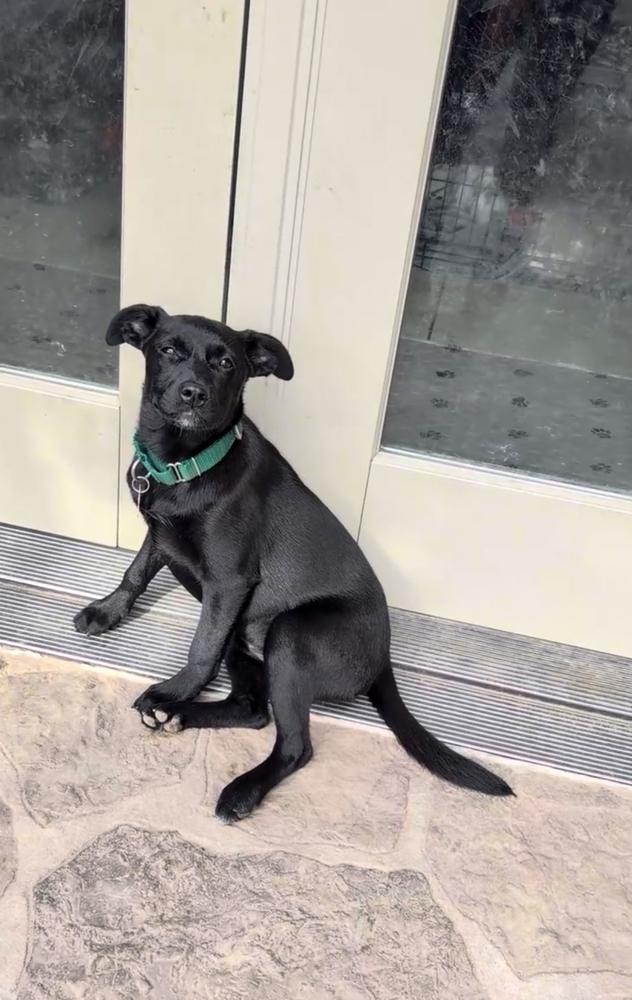 Starling Songbird, Adopted, Puppy Female Mountain Cur.