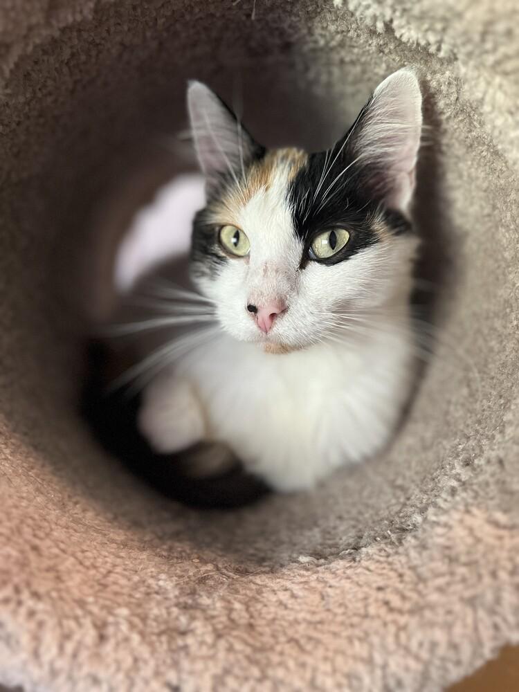 Enlarge LeeLou, a Adoptable mixed breed in Fort Walton Beach, FL image 1/2