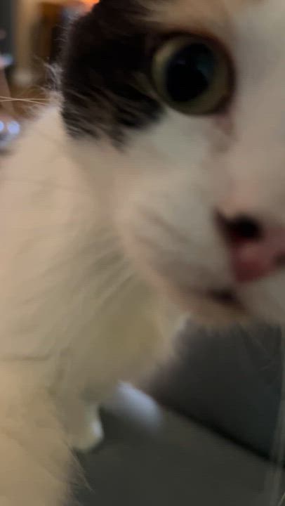 Enlarge LeeLou, a Adoptable mixed breed in Fort Walton Beach, FL video 2/2