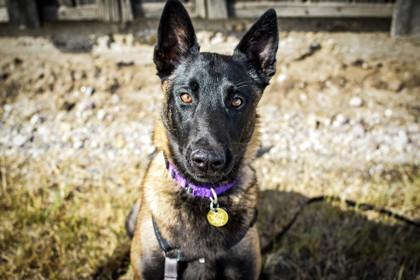Ariel, ADOPTABLE, Young Female Belgian Shepherd / Malinois.