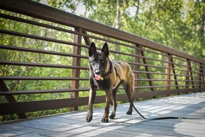 Ariel, a ADOPTABLE Belgian Shepherd / Malinois in Missoula, MT image 2/2