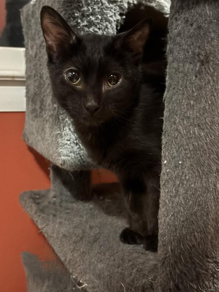 Enlarge Bond Kittens: Miss Moneypenny, a Adoptable mixed breed in Warren, CT image 1/6
