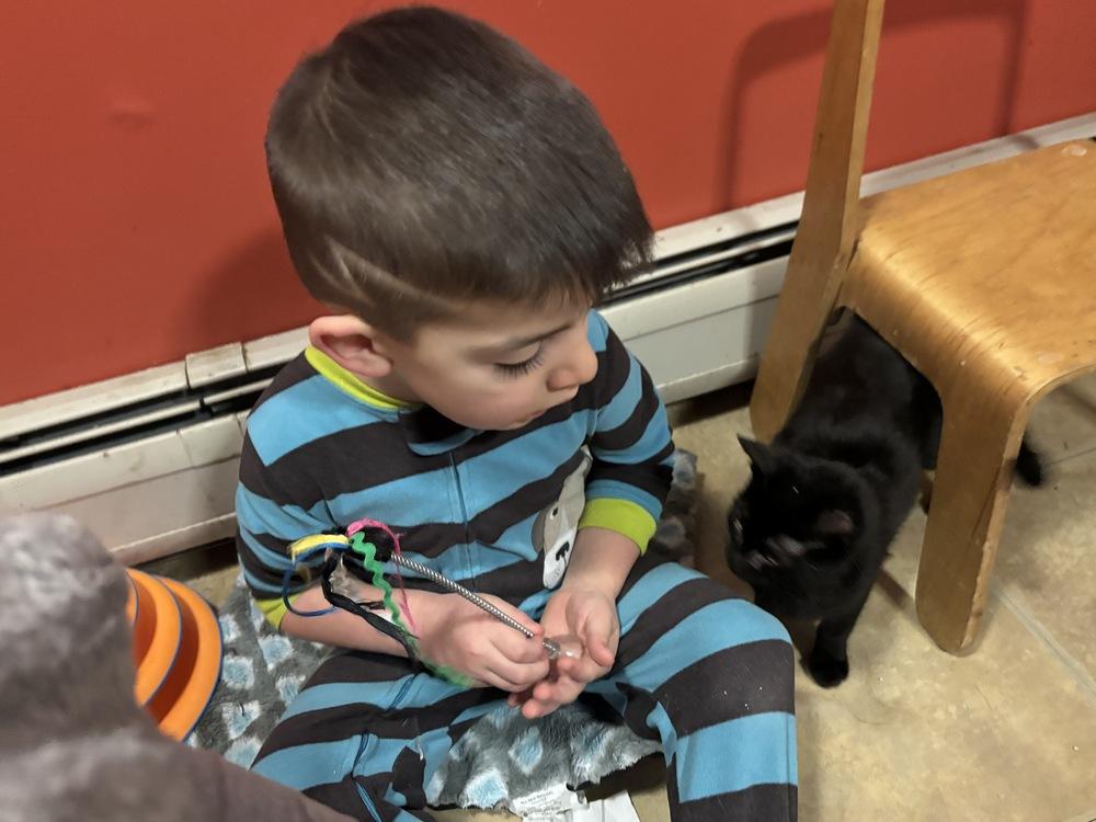 Enlarge Bond Kittens: Miss Moneypenny, a Adoptable mixed breed in Warren, CT image 2/6