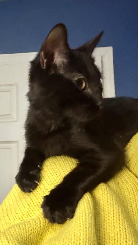 Enlarge Bond Kittens: Miss Moneypenny, a Adoptable mixed breed in Warren, CT image 3/6