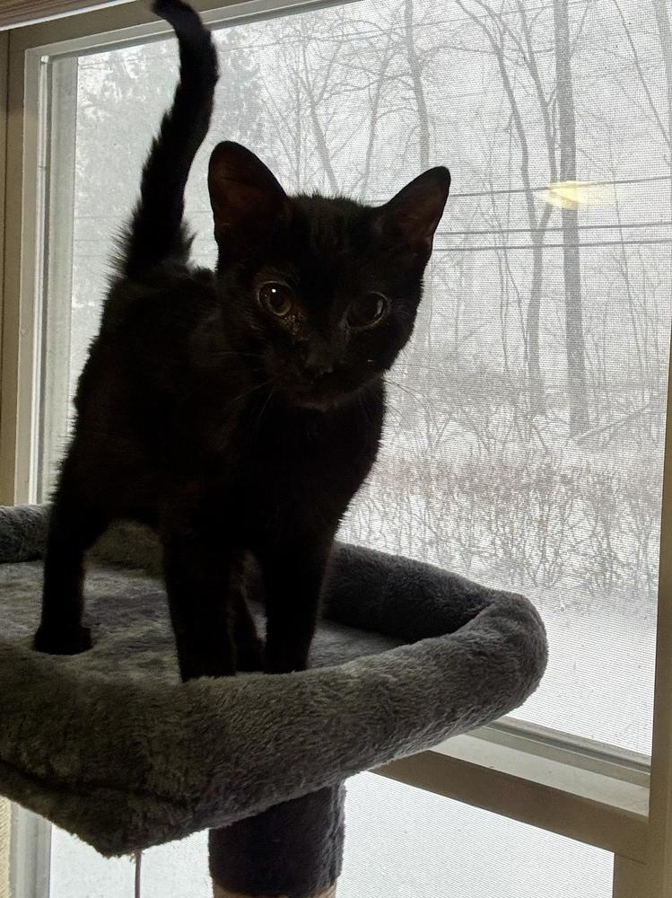 Enlarge Bond Kittens: Miss Moneypenny, a Adoptable mixed breed in Warren, CT image 4/6