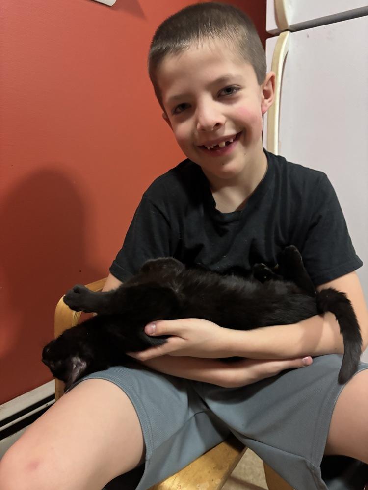 Enlarge Bond Kittens: Miss Moneypenny, a Adoptable mixed breed in Warren, CT image 5/6