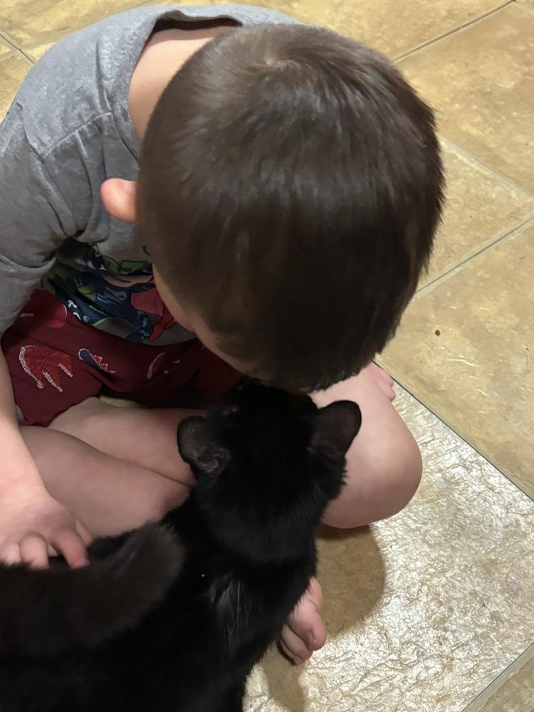 Enlarge Bond Kittens: Miss Moneypenny, a Adoptable mixed breed in Warren, CT image 6/6