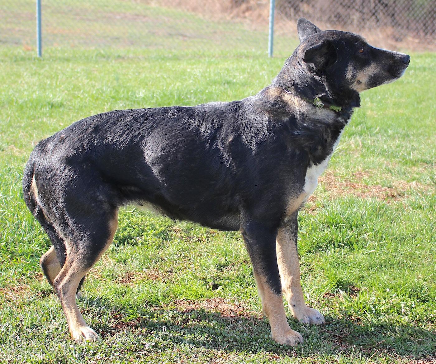 Enlarge Halo, a ADOPTABLE mixed breed in Bedford, VA image 2/3