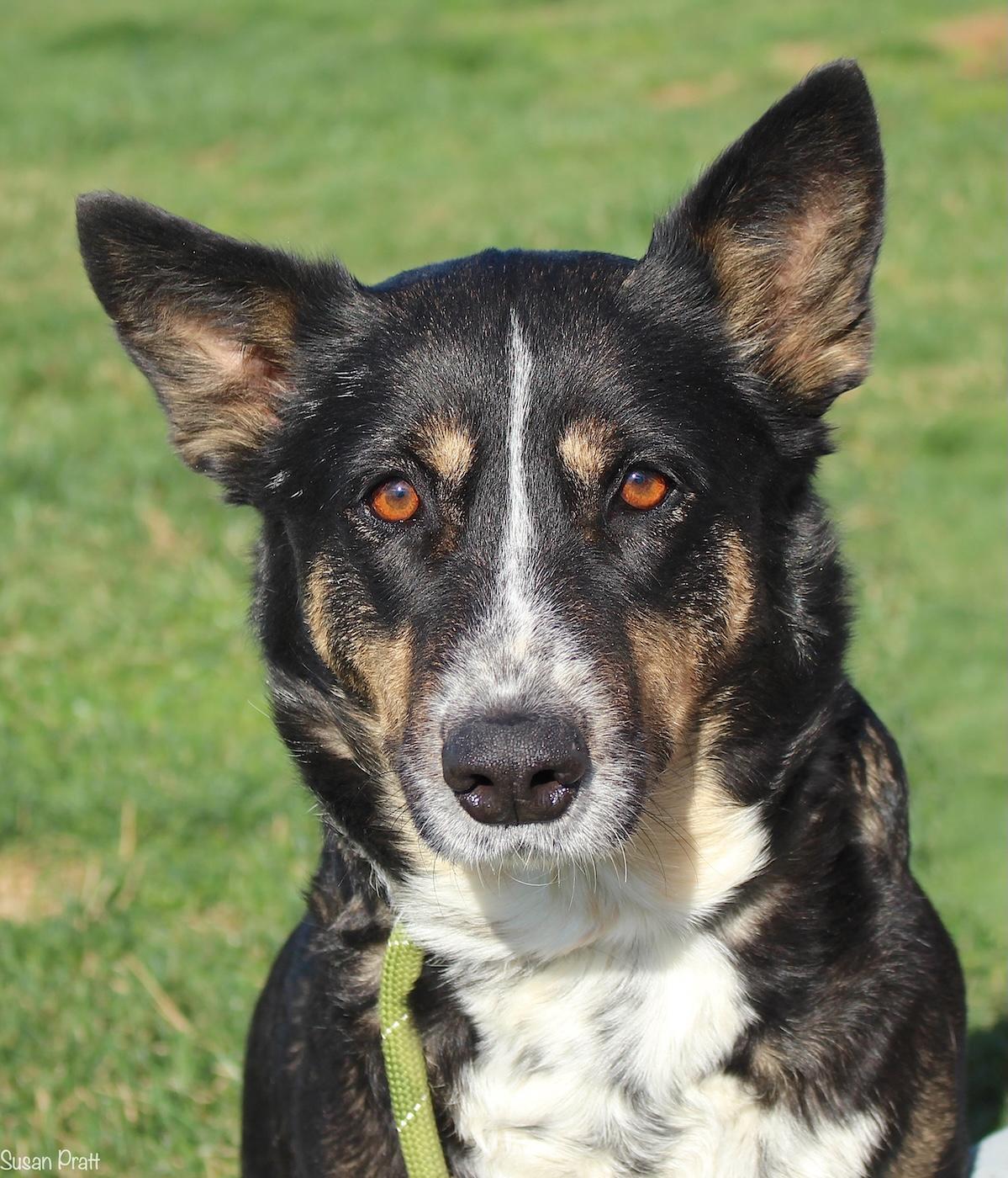 Halo, ADOPTABLE, Adult Female German Shepherd Dog & Australian Cattle Dog / Blue Heeler.