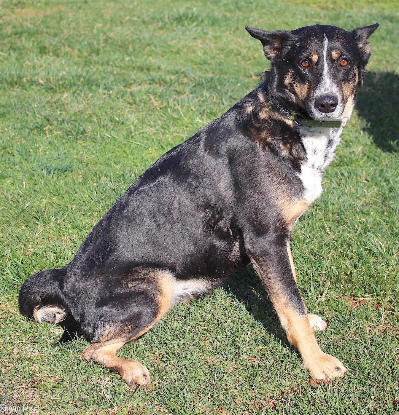 Enlarge Halo, a ADOPTABLE mixed breed in Bedford, VA image 3/3