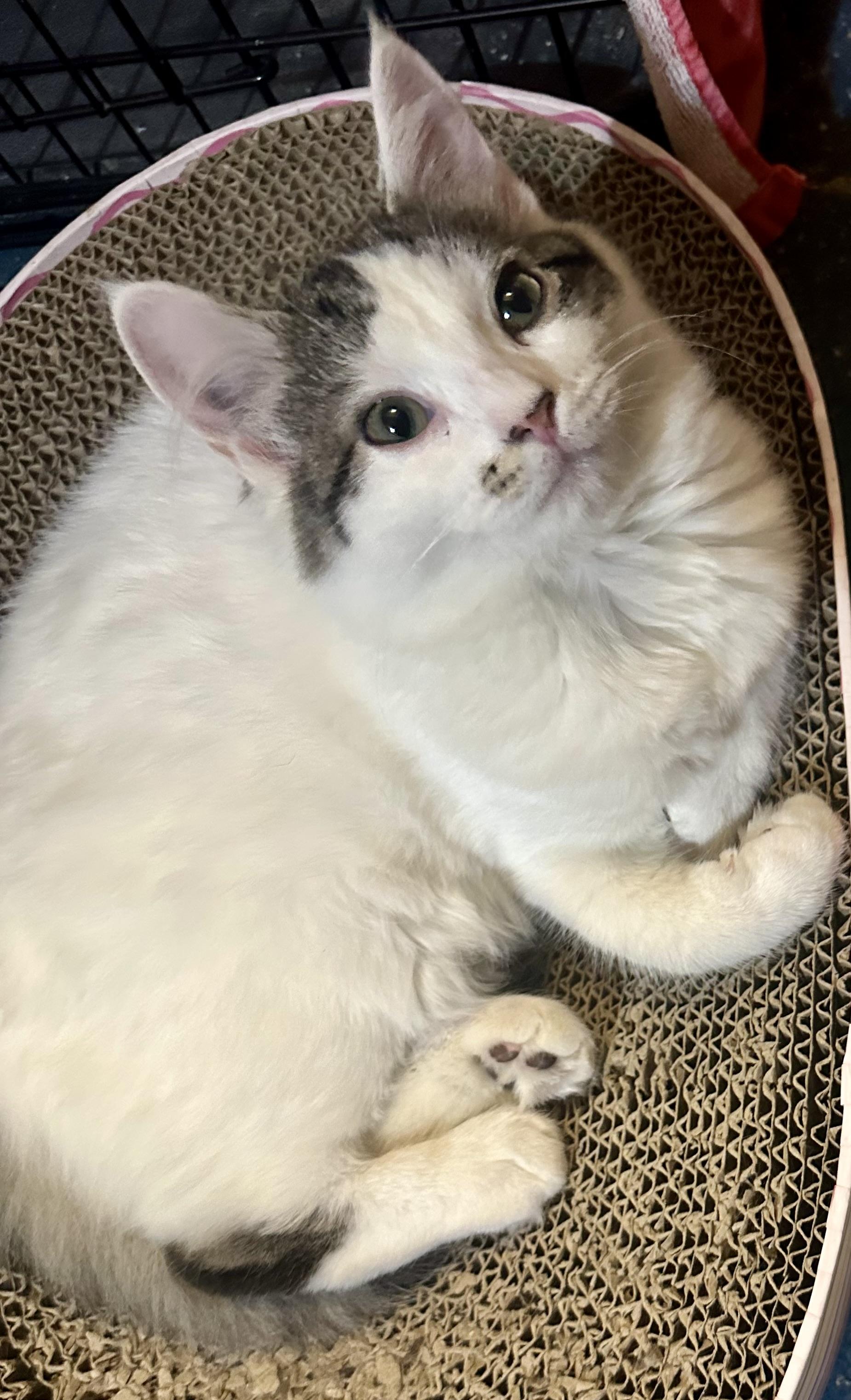 Enlarge Gigi, a ADOPTABLE Domestic Medium Hair in Fayetteville, NC image 1/6